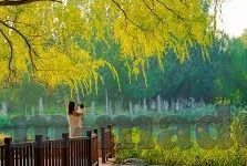 果冻传媒剧情张芸熙在线观看-探索果冻传媒剧情，张芸熙的在线魅力