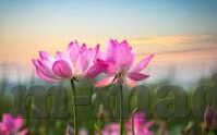 台湾伦理电影在线视频-台湾伦理电影，在线视频的多元视角与文化探索